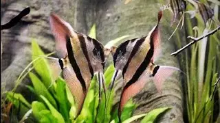 Angelfish and friends