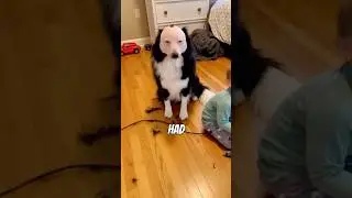 This Kid Shaved His Dogs Face🤯 #viral #prank
