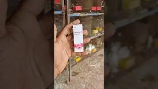 Solutions of eye infection 💯🕊️👍🏻 #pigeon #pigeonbreed #pigeonpigeon #tips #tamilshorts
