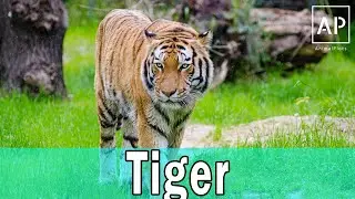 Wild Tiger Documentary | Getting Too Close To A Wild Tiger 2020 #AnimalPlots