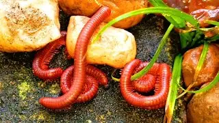 The World's Most Incredible Millipede Colony​  #MillipedeColony ​#IncredibleInsects​ ​