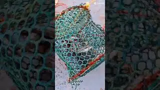 Fish cage trap #rabbitfishfishing (Danggit) #fish #fishing #jeddah