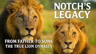 Notch&rsquo;s Legacy: From Father to Sons &ndash; The True Lion Dynasty