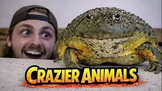 The Craziest Animals I Own!!