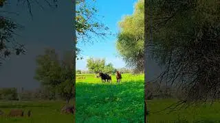 Ты не печалься #2024 #music #таривердиев #песня #любимаякиномузыка