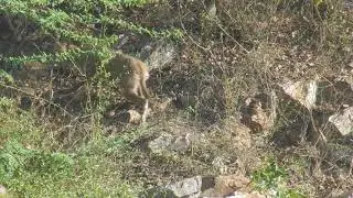 jackal Delhi Sanjay van