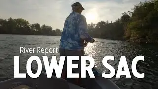 Lower Sacramento River Fishing Update (Sept. 13, 2021)