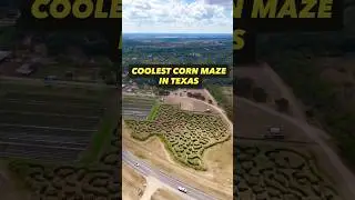 PUMPKIN PATCH WITH A MASSIVE TEXAS MAZE