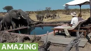 Wild elephants casually drink water from swimming pool