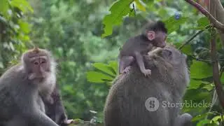 Rainforest Bliss: Happy Living Animals in Harmony | Adventure Experiences