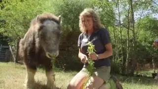 Baby Muskox Hudson