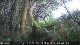 Treecreeper in Co Westmeath