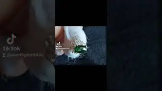 jade ph 0944037239