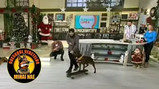 Pitbull - Inger si Demon