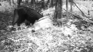Femmina di cinghiale con piccoli ripresa con nuova SG570
