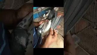 How to recognize pakistani highflyer pigeon
