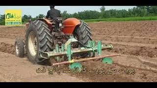 پنجاب میں پپیتا کی کاشت ||  ریڈ لیڈی اور یلو کنگ  ورائٹی