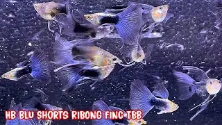 30 Dòng Cá 7 Màu Giá Rẻ Đến Tuyển Giống | Guppy | Phúc Phan TV