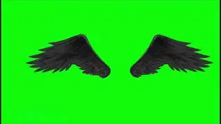 #green_screen wings/feather #wings green screen #vfx #gfx #green screen #neon effect