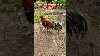 Fighting Rooster 🐔 in vietnam 🇻🇳 #travel #funny #conga #chicken #fightingrooster