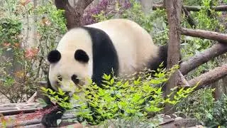 Chengdu Research Base of Giant Panda Breeding