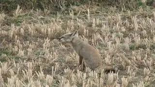 The Call of the Indian Fox