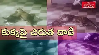 చిరుతనే పరిగెత్తించిన కుక్క|In Gujarat Leopard attacks dog but ran away for its Fight|Samayam Telugu
