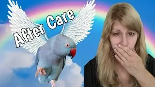Coping with Loss: What to Do After Your Beloved Bird Passes Away