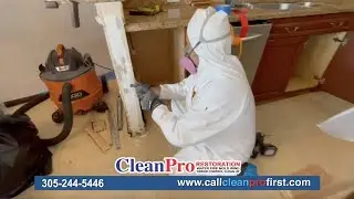 Mold Removal in Miami