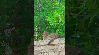 خدایا بی دلیل شکرت...              #god #allah #feeling #text #textgraphy #edit #explore #cat #reels