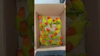 Lovebirds Unboxing! | Beautiful Viral Lovebirds! 🦜🥰 #birds #lovebirds
