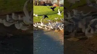 Feeding birds in Uk #shorts