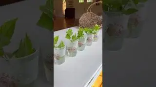 Propagate hydrangeas the easy way!