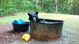 Bear Takes His Ball and Goes Home