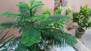 Araucaria plant care tips/How to grow and care Araucaria (Christmas tree)