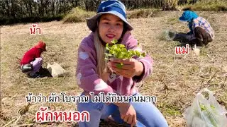 พาน้ามาเก็บผักหนอกครั้งแรก เก็บไปกินที่สระแก้ว มีแต่ยอดอ่อนๆงามๆ จ้า