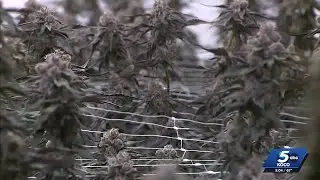 Call for Oklahoma medical marijuana recall sparks concern amongst growers