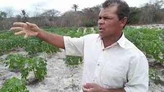Mostrando as macaxeira como ta