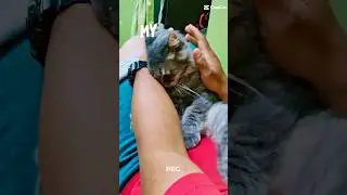 #sibulus #anakayah #kucinglucu #funnycat #kucingmanja #kucinggemoi #cutecat