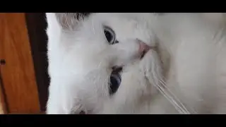 Relaxing Cat Compilation | Cute Cats Sleeping on Pillows and Rooftops 🏠🐾