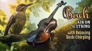 Bach - Air on the G String ~ Calming Birds Chirping Ambience