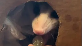 Baby opossum eat grapes. #food #grape #fyp #eating #share #follow #baby #cute #love #wildlife #2024