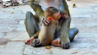 Pity!!! baby monkey very very h-unry milk and look at mom
