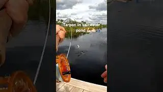 Tarpon in saltwater pond on fly rod.🤙🏻 #fishing #tarpon #flyfishing #redfish #snook #lunchtime 🎣