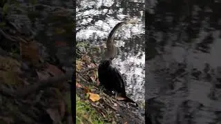 Amazing fishing bird #fishing #bird #nature