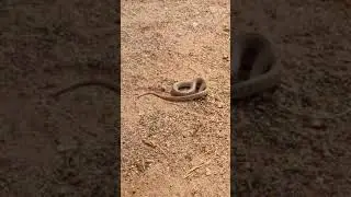 Snake | King cobra without head | Indian tropical | National Reptiles of India King cobra
