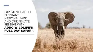 A FULL DAY SAFARI WITH ADDO WILDLIFE PRIVATE GAME RESERVE