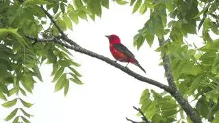 Scarlet Tanager