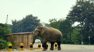 THE BIGGEST WILD ELEPHANT CROSSING NH-39 AT NUMOLIGARH 😱 