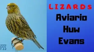 LIZARDS, AVIARIO HUW EVANS 1ª PARTE